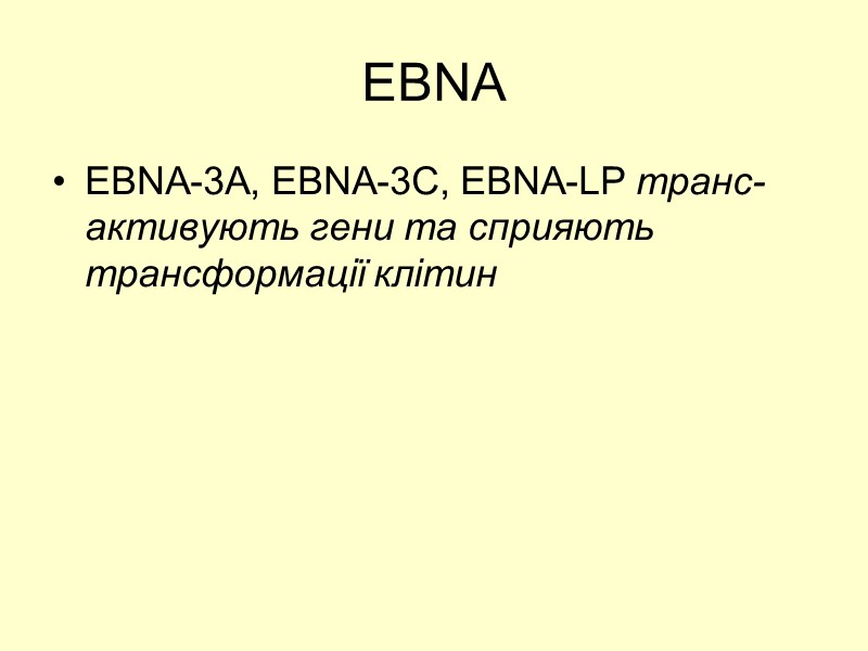 EBNA EBNA-3A, EBNA-3C, EBNA-LP транс-активують гени та сприяють  трансформації клітин